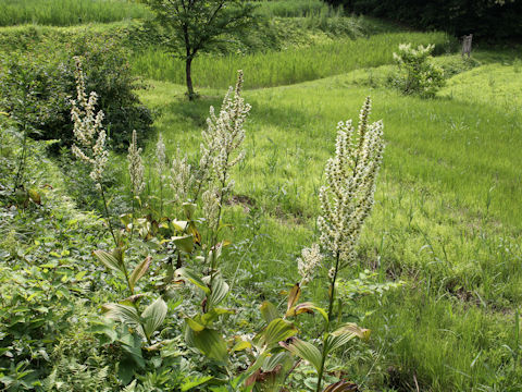 Veratrum stamineum