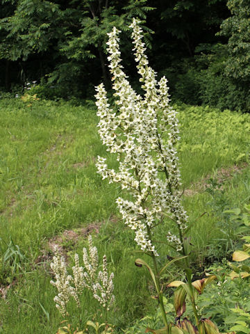 Veratrum stamineum