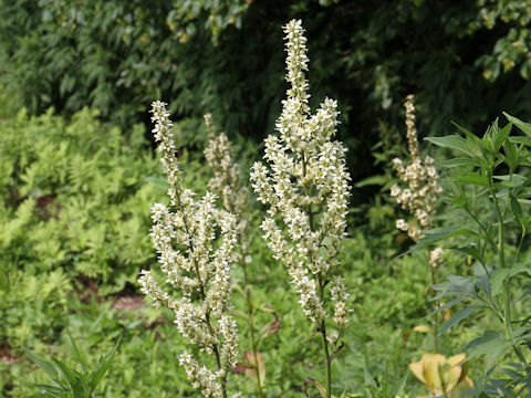 Veratrum stamineum