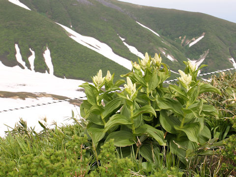 Veratrum stamineum