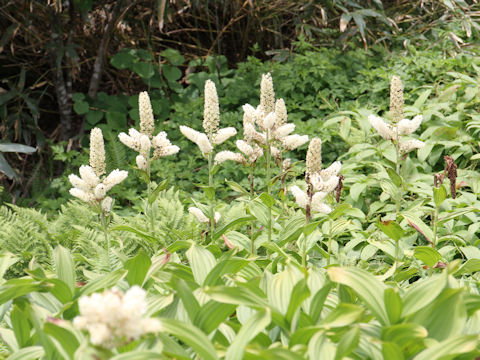 Veratrum stamineum