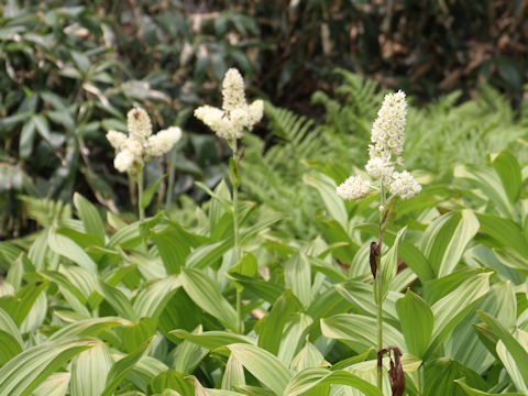 Veratrum stamineum