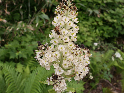 Veratrum stamineum