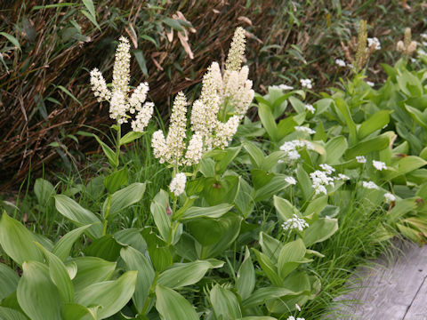 Veratrum stamineum