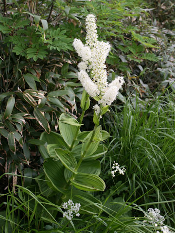 Veratrum stamineum