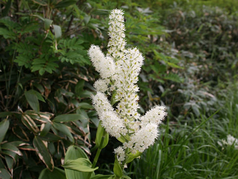 Veratrum stamineum