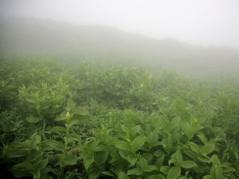 Veratrum stamineum