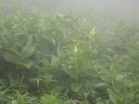 Veratrum stamineum