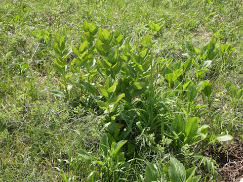 Veratrum stamineum