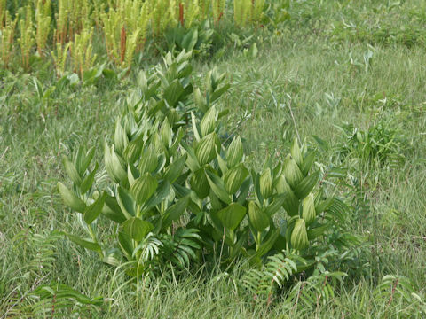 Veratrum stamineum