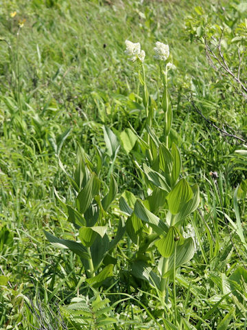Veratrum stamineum