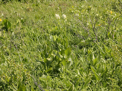 Veratrum stamineum