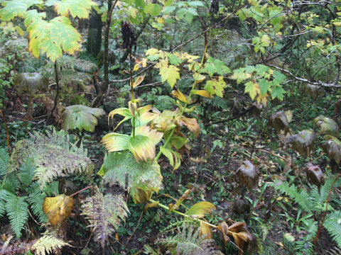 Veratrum stamineum
