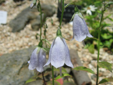 Adenophora pereskiifolia var. heterotricha