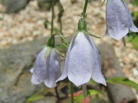 Adenophora pereskiifolia var. heterotricha