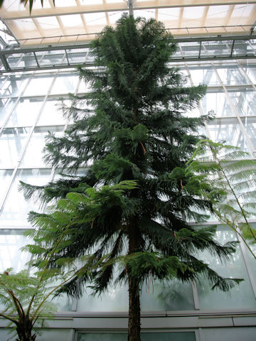 Araucaria heterophylla