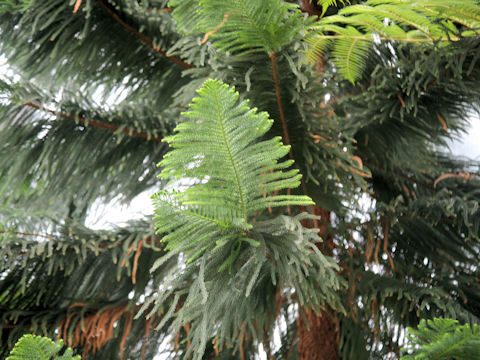 Araucaria heterophylla