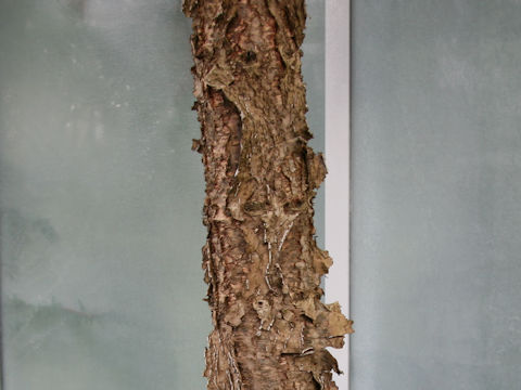Araucaria heterophylla