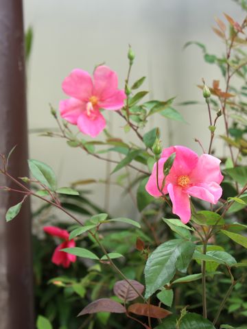 Rosa chinensis cv. Mutabilis