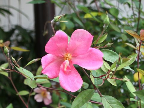 Rosa chinensis cv. Mutabilis