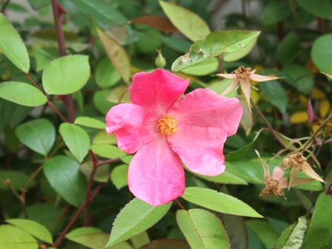 Rosa chinensis cv. Mutabilis