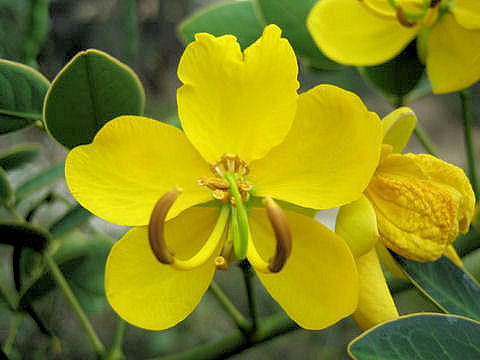 Cassia coluteoides