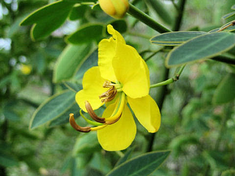 Cassia coluteoides