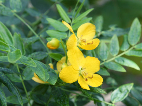 Cassia coluteoides