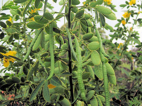 Cassia coluteoides