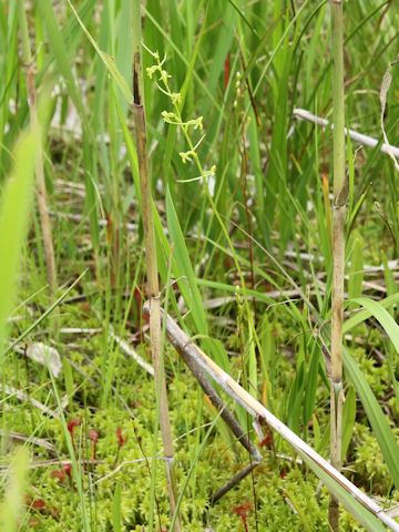 Platanthera tipuloides var. nipponica