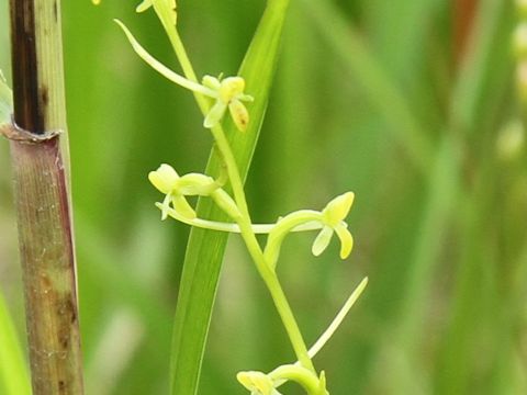 Platanthera tipuloides var. nipponica