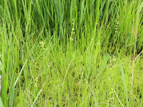 Platanthera tipuloides var. nipponica