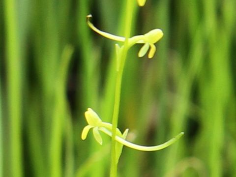 Platanthera tipuloides var. nipponica