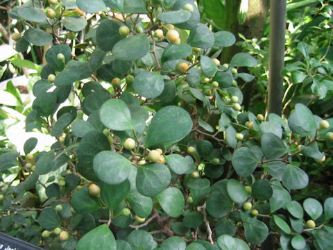 Ficus diversifolia