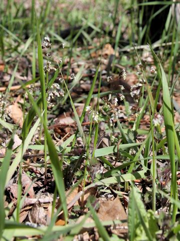 Hierochloe odorata var. pubescens