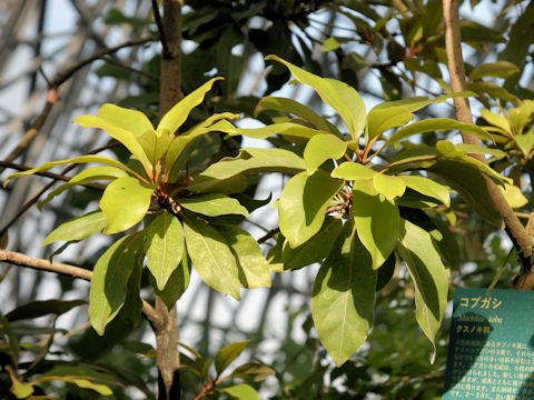 Machilus kobu
