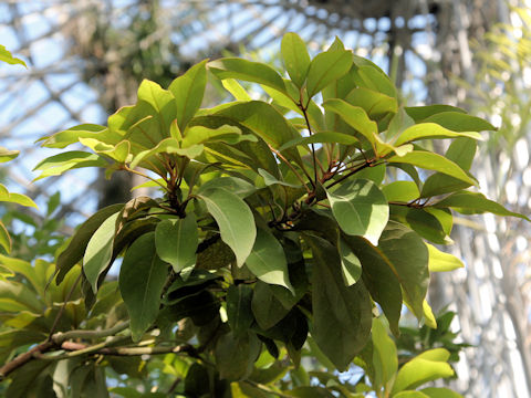 Machilus kobu