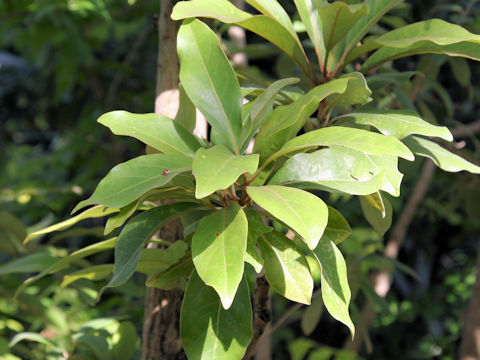 Machilus kobu