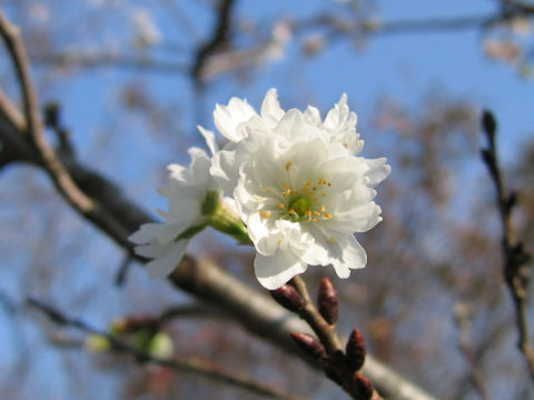 Prunus x Kobuku-zakura