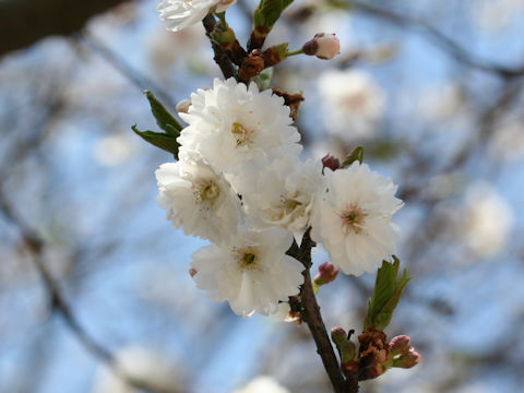 Prunus x Kobuku-zakura