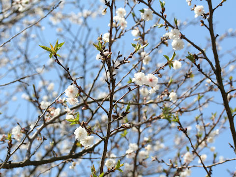 Prunus x Kobuku-zakura