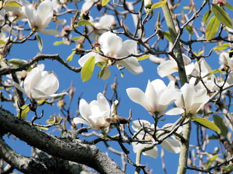 Magnolia kobus