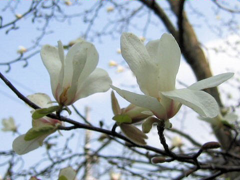 Magnolia kobus