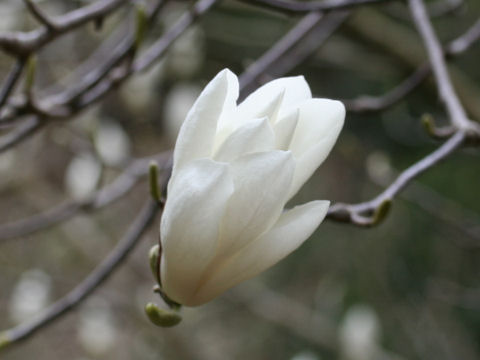 Magnolia kobus