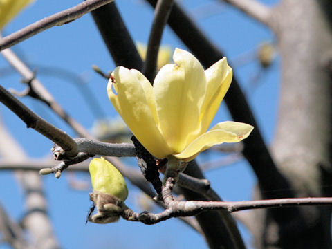 Magnolia kobus