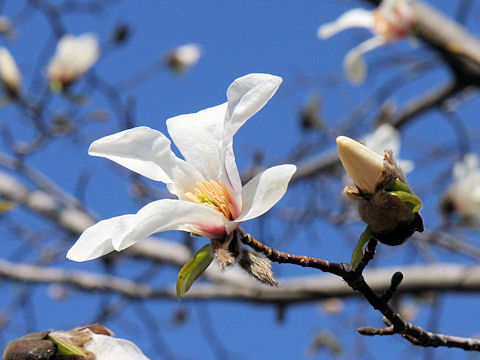 Magnolia kobus