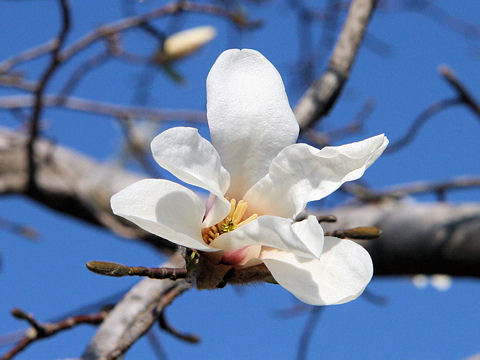 Magnolia kobus