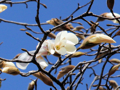 Magnolia kobus