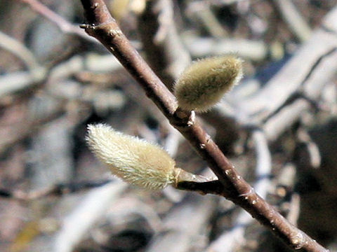 Magnolia kobus