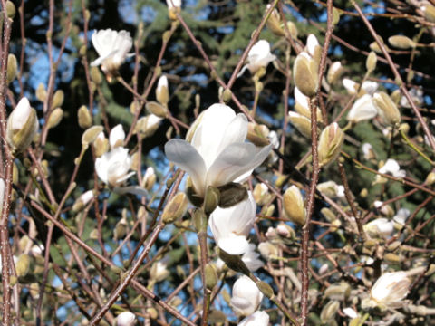 Magnolia kobus